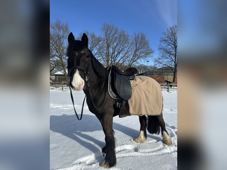 Cob Wallach 10 Jahre 138 cm Rappe in Kollow