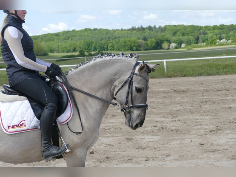 Cob Wallach 10 Jahre 141 cm Grullo in Ganschow