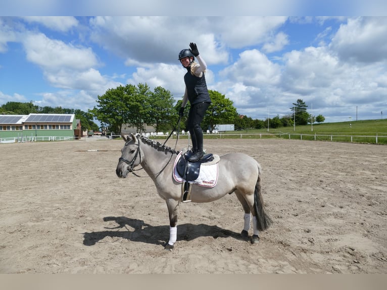 Cob Wallach 10 Jahre 141 cm Grullo in Ganschow