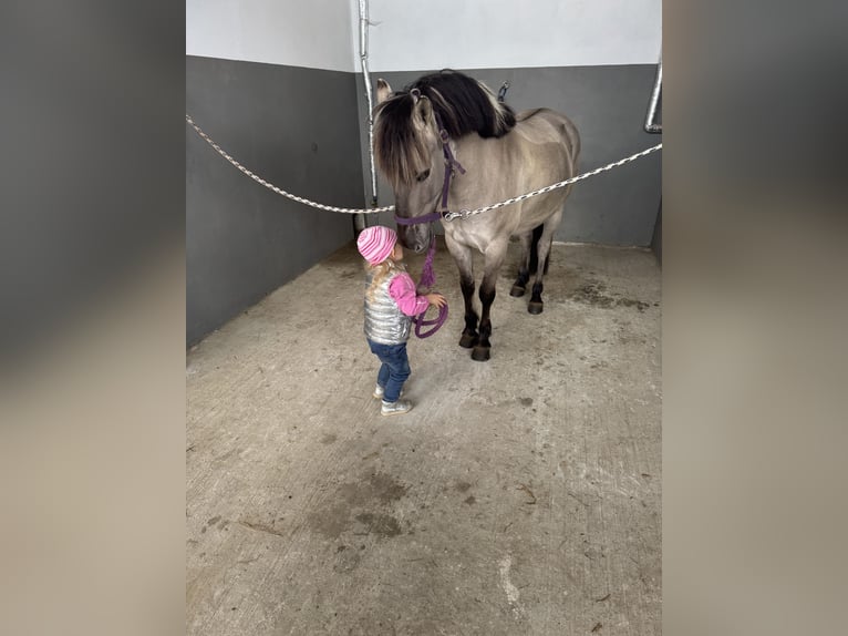 Cob Wallach 10 Jahre 141 cm Grullo in Ganschow
