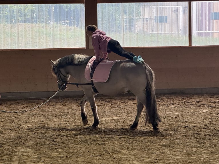 Cob Wallach 10 Jahre 141 cm Grullo in Ganschow