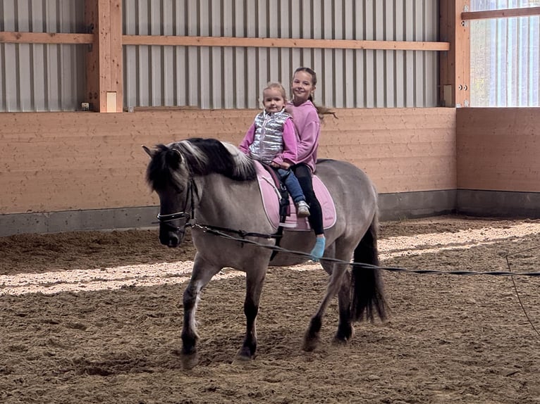 Cob Wallach 10 Jahre 141 cm Grullo in Ganschow
