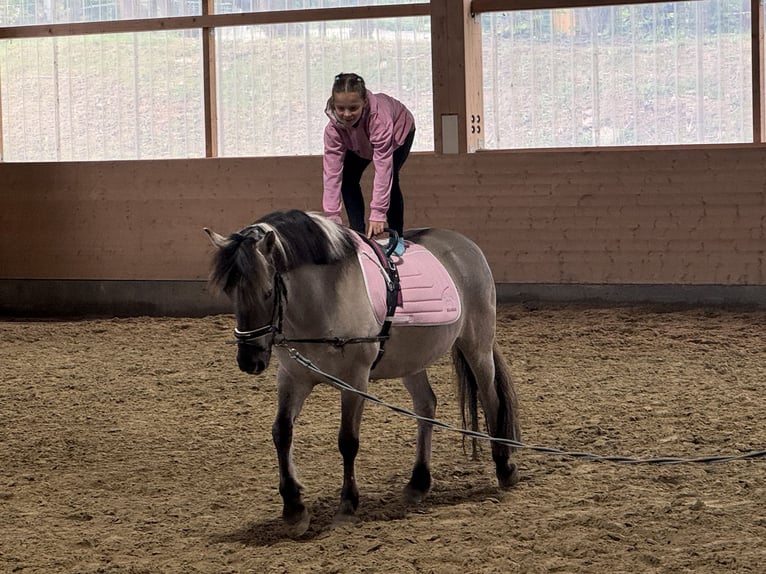 Cob Wallach 10 Jahre 141 cm Grullo in Ganschow
