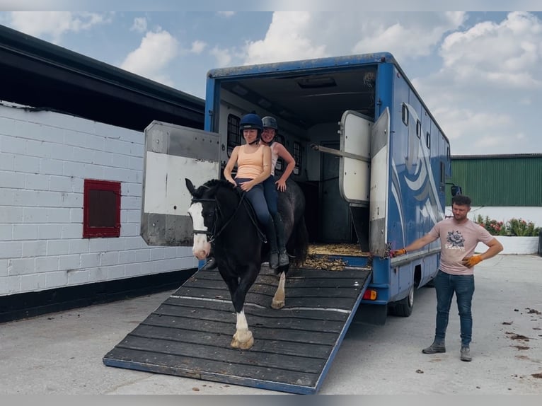 Cob Wallach 10 Jahre 147 cm Rappe in Mountrath, Co. Laois