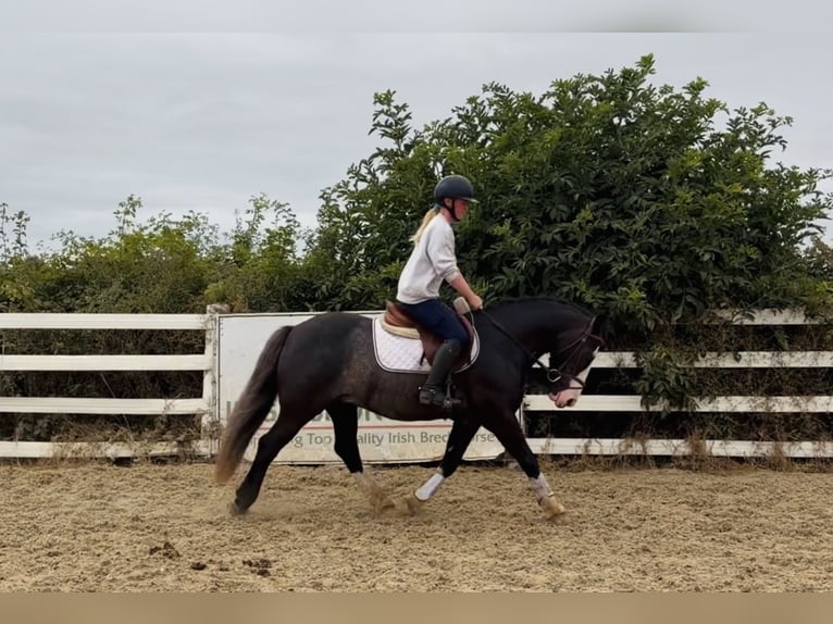 Cob Wallach 10 Jahre 147 cm Rappe in Mountrath, Co. Laois