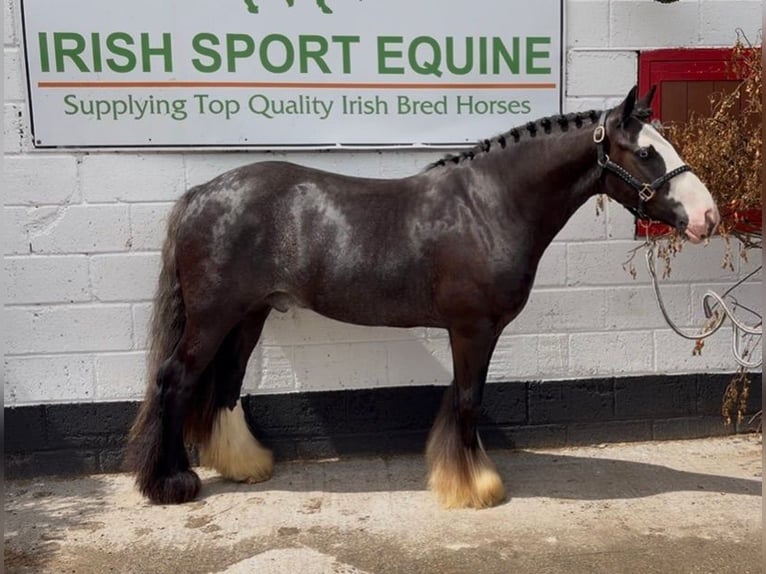 Cob Wallach 10 Jahre 148 cm Rappe in Laois