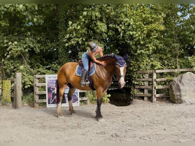 Cob Wallach 11 Jahre 155 cm Rotbrauner in Mountrath, Co. Laois