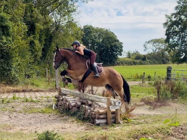 Cob Wallach 11 Jahre 155 cm Rotbrauner in Mountrath, Co. Laois