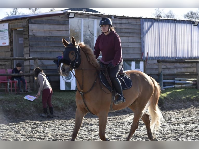 Cob Wallach 11 Jahre 157 cm Fuchs in berson