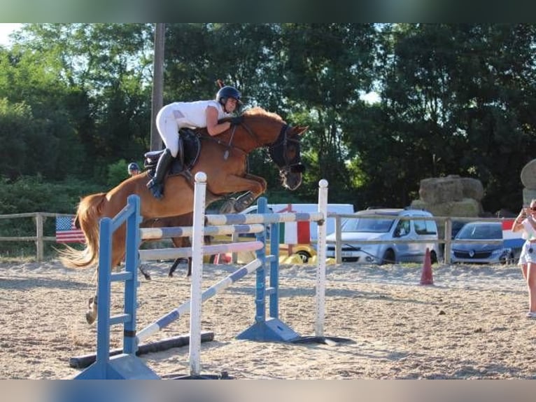 Cob Wallach 11 Jahre 157 cm Fuchs in berson
