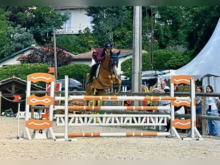 Cob Wallach 11 Jahre 157 cm Fuchs in berson