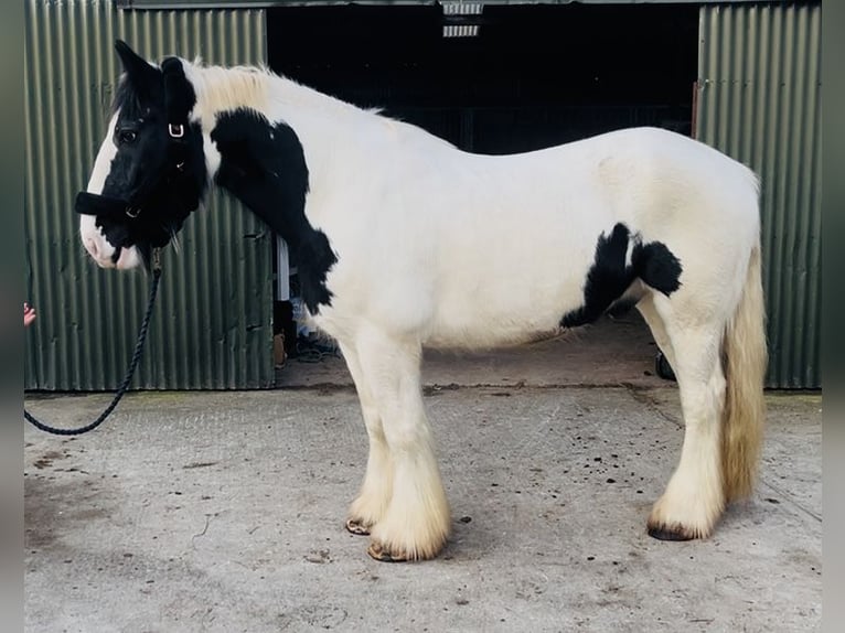 Cob Wallach 11 Jahre 163 cm Tigerschecke in Sligo