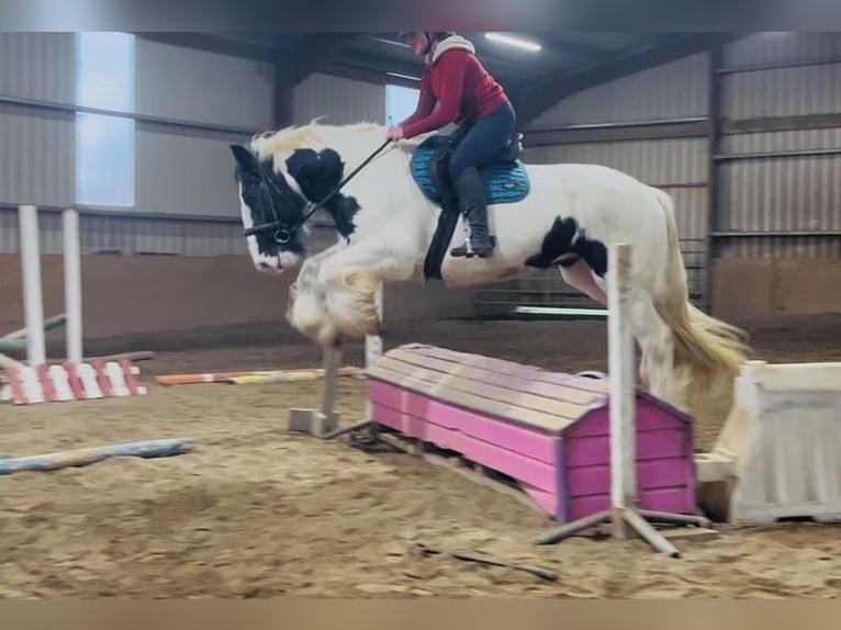 Cob Wallach 11 Jahre 163 cm Tigerschecke in Sligo