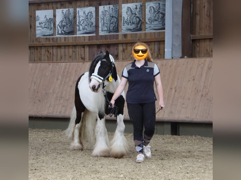 Cob Wallach 12 Jahre 128 cm in Lützkampen