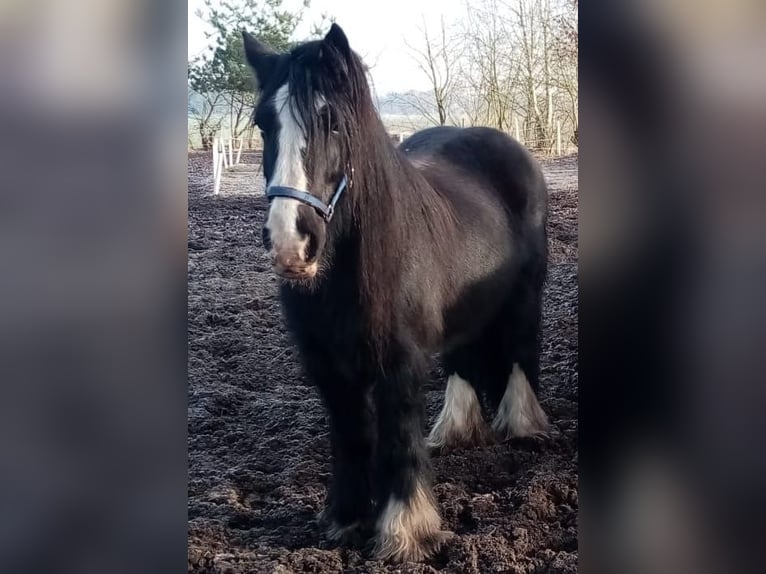 Cob Wallach 12 Jahre 152 cm Rappe in Wesendorf