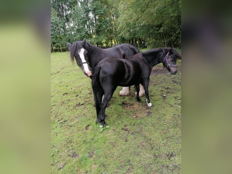 Cob Wallach 12 Jahre 152 cm Rappe in Wesendorf