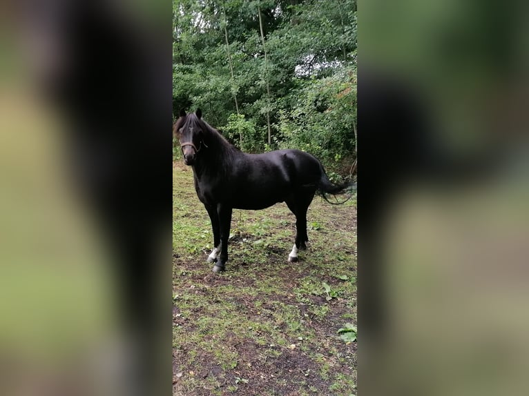 Cob Wallach 12 Jahre 152 cm Rappe in Wesendorf