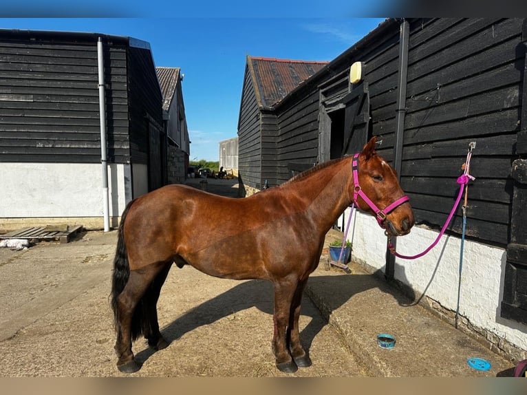 Cob Wallach 13 Jahre 132 cm Dunkelfuchs in 64 Ockham Road EASTER BUCKIEBURN FK6 5HB