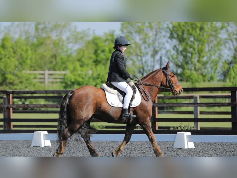 Cob Wallach 13 Jahre 132 cm Dunkelfuchs in 64 Ockham Road EASTER BUCKIEBURN FK6 5HB