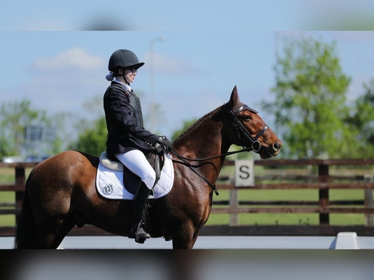 Cob Wallach 13 Jahre 132 cm Dunkelfuchs in 64 Ockham Road EASTER BUCKIEBURN FK6 5HB