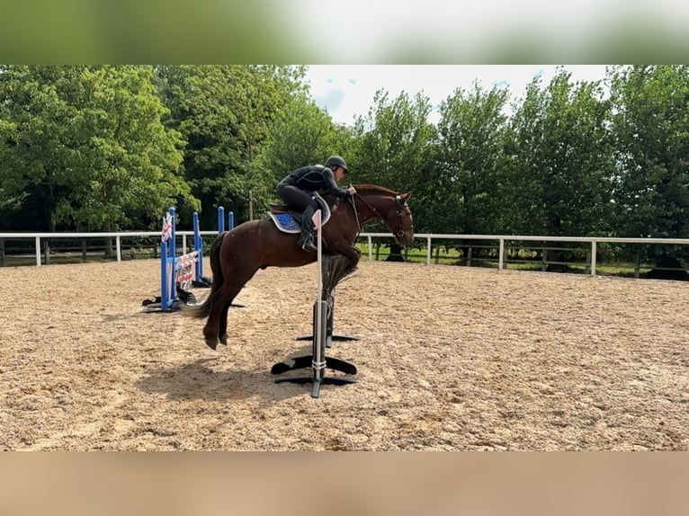 Cob Wallach 13 Jahre 132 cm Dunkelfuchs in 64 Ockham Road EASTER BUCKIEBURN FK6 5HB