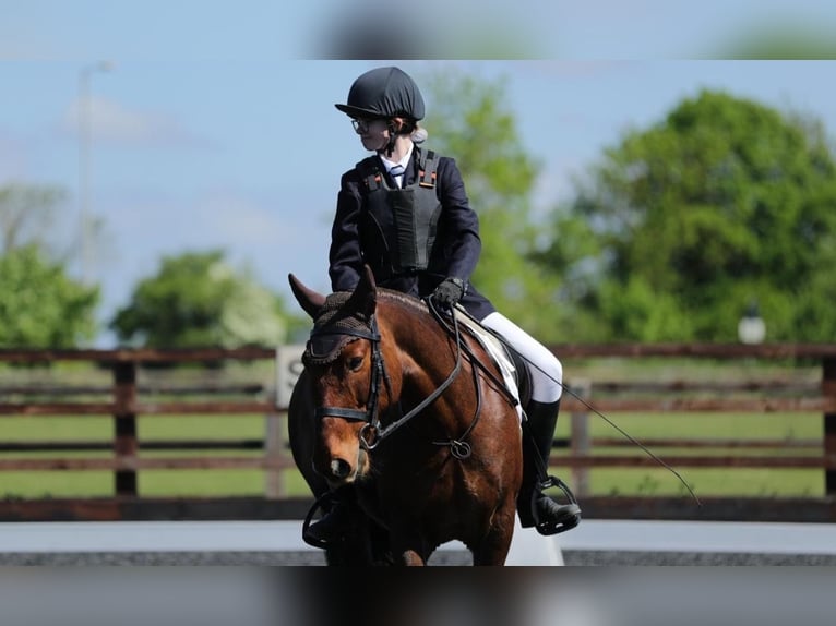 Cob Wallach 13 Jahre 132 cm Dunkelfuchs in 64 Ockham Road EASTER BUCKIEBURN FK6 5HB