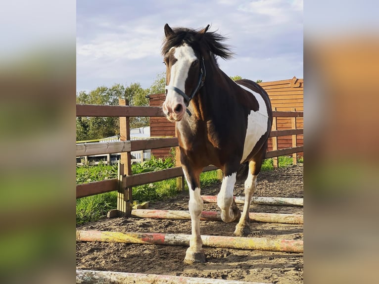 Cob Wallach 14 Jahre Tobiano-alle-Farben in Rainbach