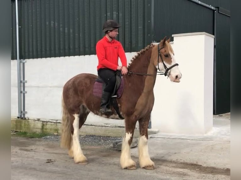 Cob Wallach 15 Jahre 163 cm Fuchs in Sligo