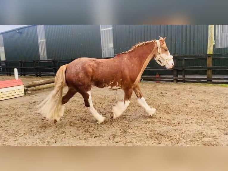 Cob Wallach 15 Jahre 163 cm Fuchs in Sligo