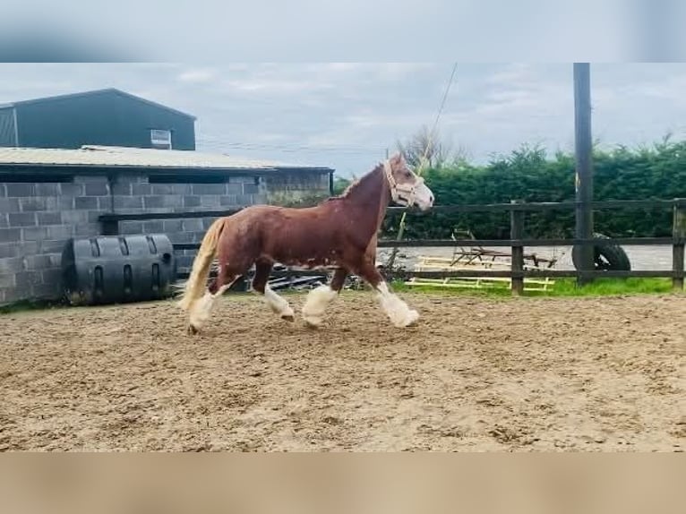 Cob Wallach 15 Jahre 163 cm Fuchs in Sligo