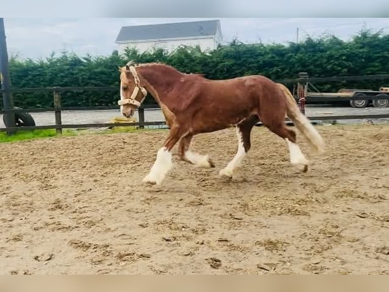 Cob Wallach 15 Jahre 163 cm Fuchs in Sligo