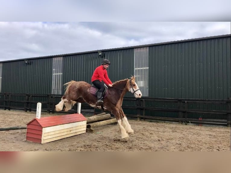 Cob Wallach 15 Jahre 163 cm Fuchs in Sligo