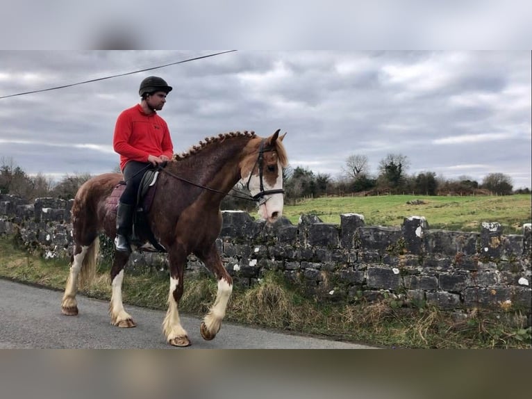 Cob Wallach 15 Jahre 163 cm Fuchs in Sligo