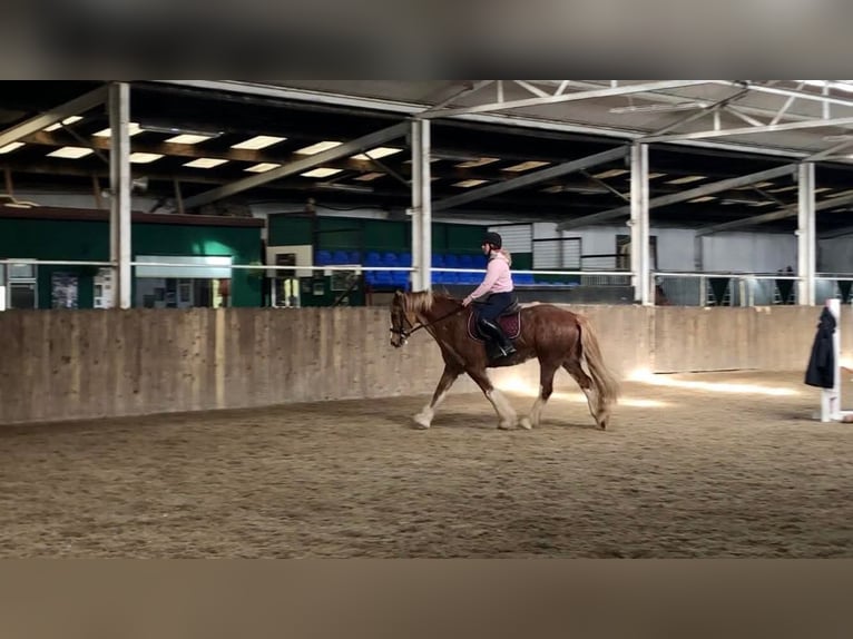 Cob Wallach 15 Jahre 163 cm Fuchs in Sligo