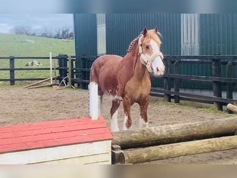 Cob Wallach 15 Jahre 163 cm Fuchs in Sligo