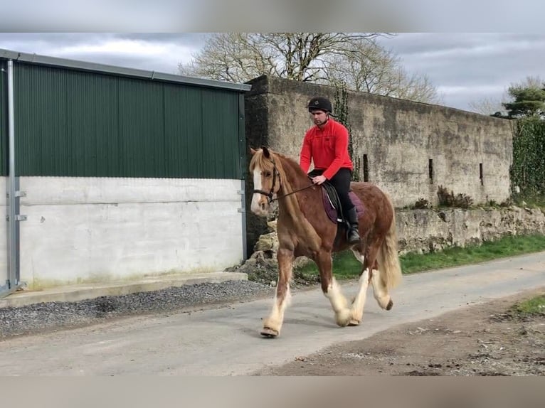 Cob Wallach 15 Jahre 163 cm Fuchs in Sligo