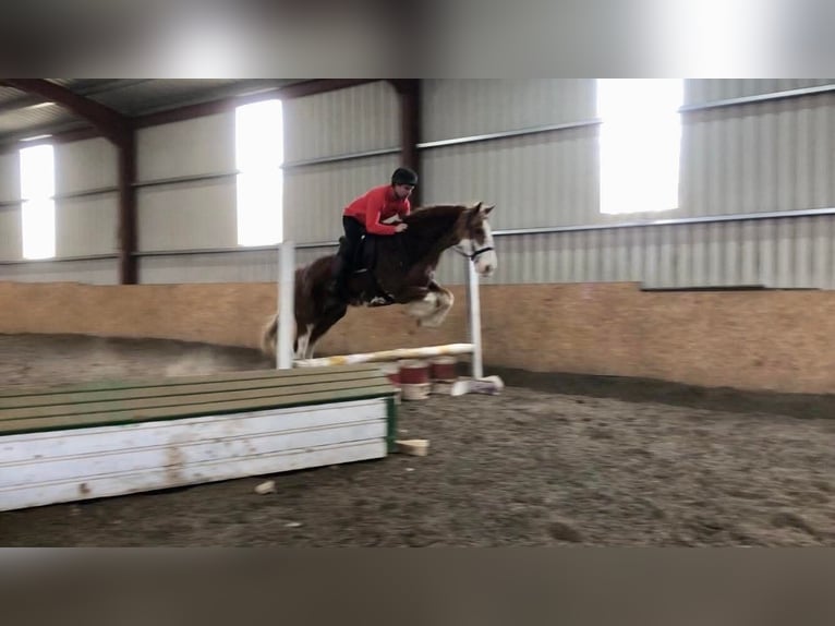 Cob Wallach 15 Jahre 163 cm Fuchs in Sligo