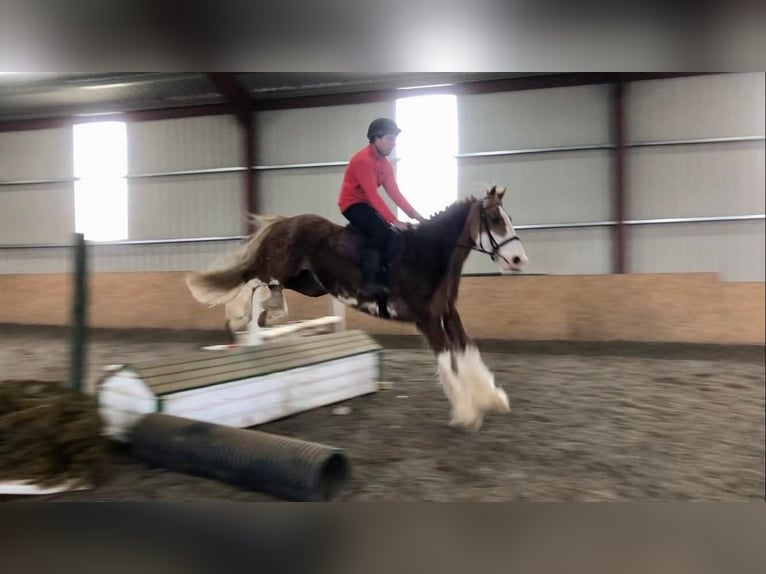 Cob Wallach 15 Jahre 163 cm Fuchs in Sligo
