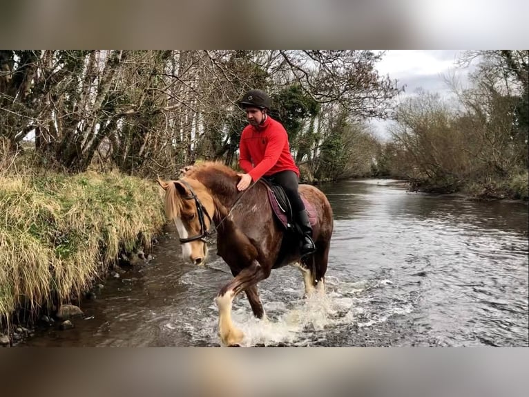 Cob Wallach 15 Jahre 163 cm Fuchs in Sligo