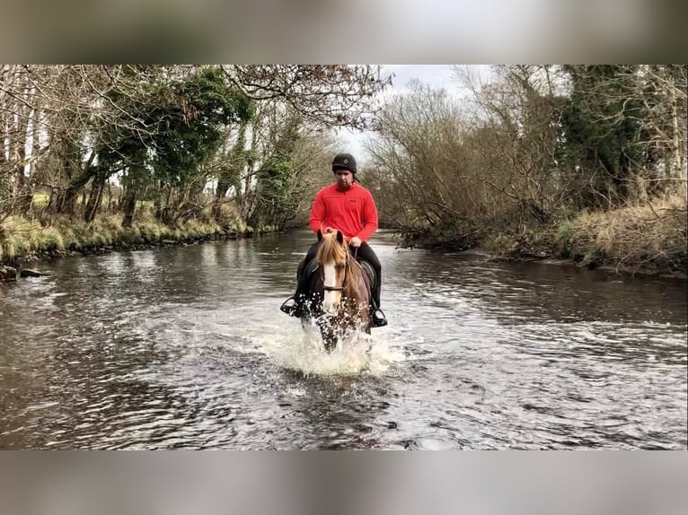 Cob Wallach 15 Jahre 163 cm Fuchs in Sligo