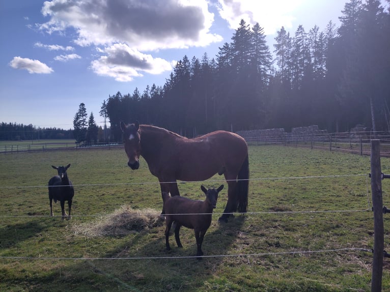 Cob Wallach 15 Jahre 170 cm Brauner in Sankt Georgen im Schwarzwald