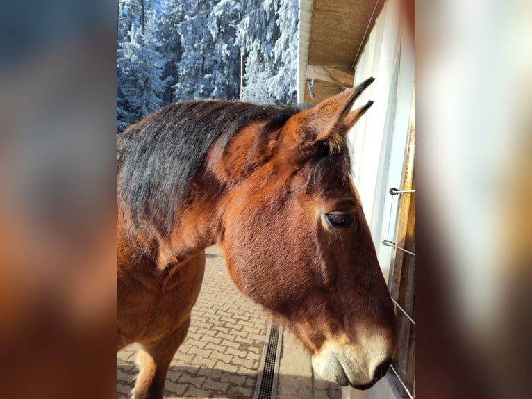 Cob Wallach 15 Jahre 170 cm Brauner in Sankt Georgen im Schwarzwald