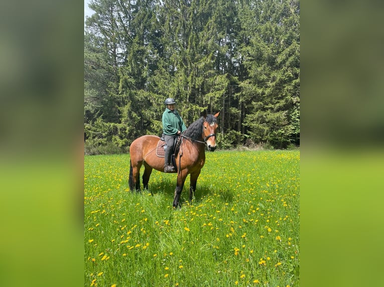 Cob Wallach 15 Jahre 170 cm Brauner in Sankt Georgen im Schwarzwald
