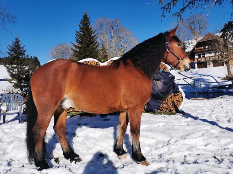 Cob Wallach 15 Jahre 170 cm Brauner in Sankt Georgen im Schwarzwald