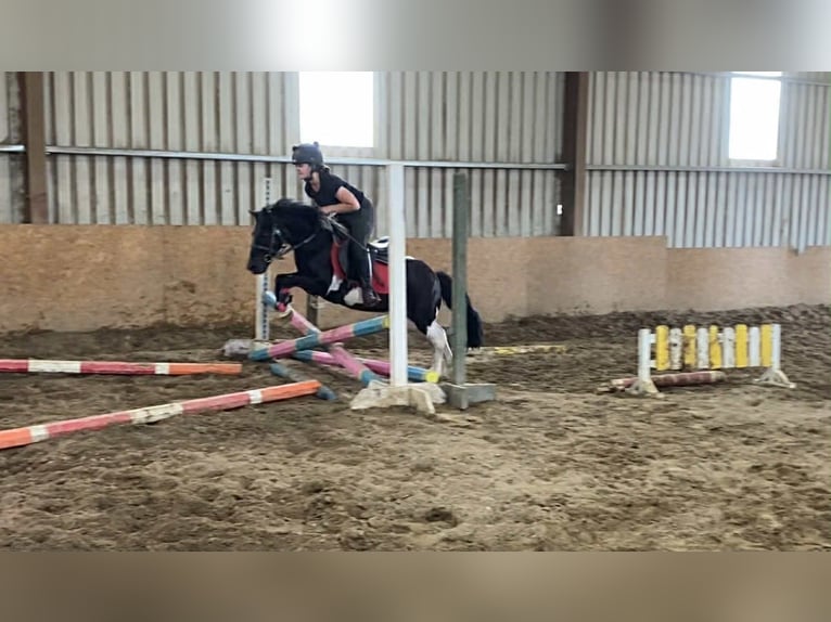 Cob Wallach 17 Jahre 120 cm Schecke in Sligo