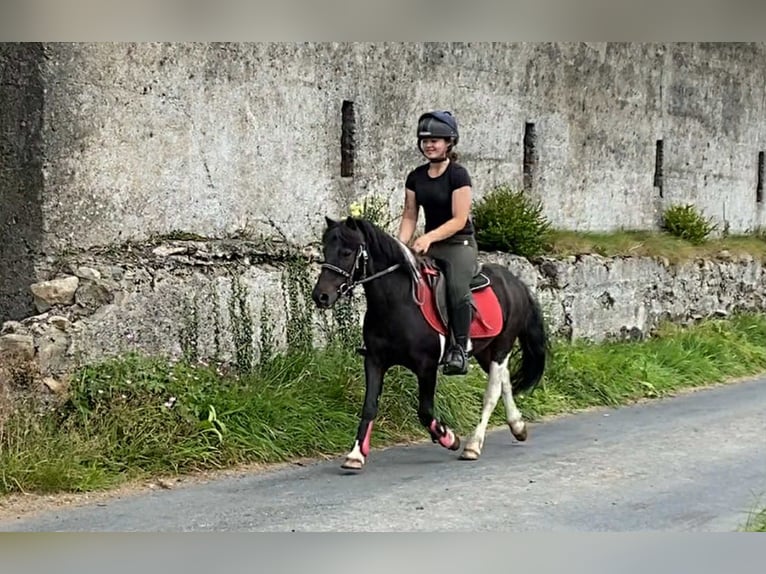 Cob Wallach 17 Jahre 120 cm Schecke in Sligo