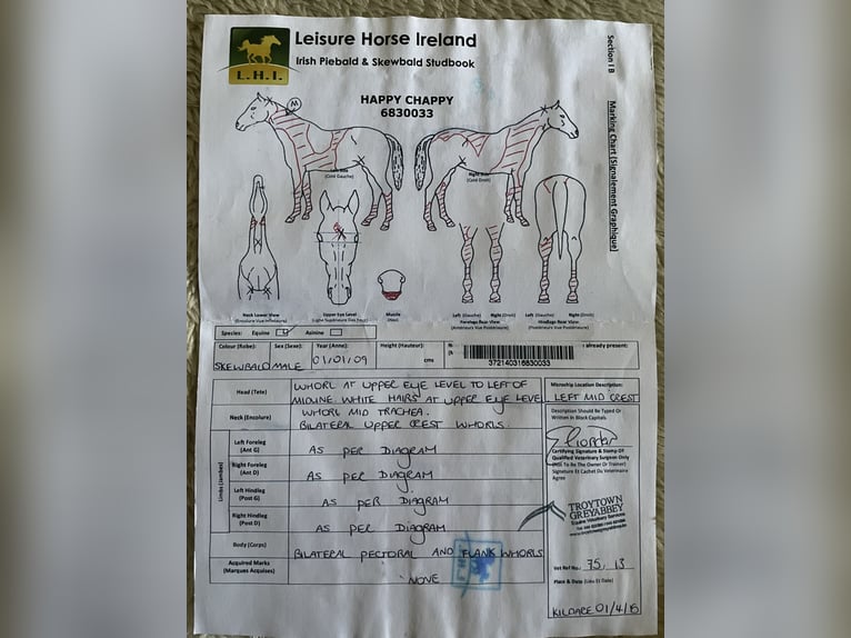 Cob Wallach 17 Jahre 160 cm Schecke in Tarnowa