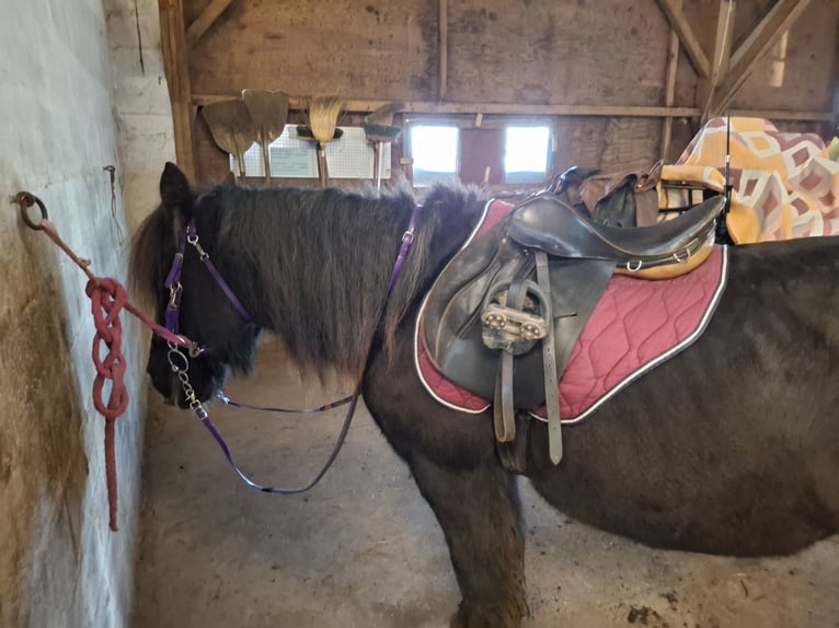 Cob Wallach 19 Jahre 145 cm Brauner in Nuaillé-sur-Boutonne