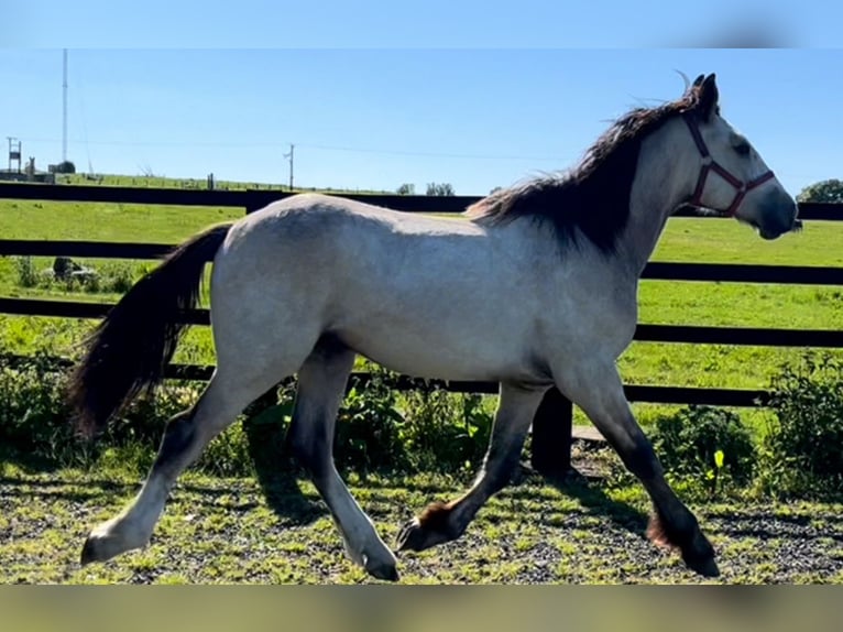 Cob Mix Wallach 1 Jahr 168 cm Falbe in LEEDS