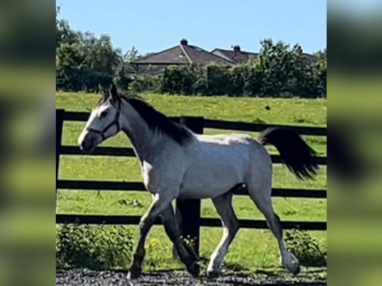 Cob Mix Wallach 1 Jahr 168 cm Falbe in LEEDS